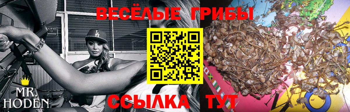 Псилоцибиновые грибы мицелий Партизанск